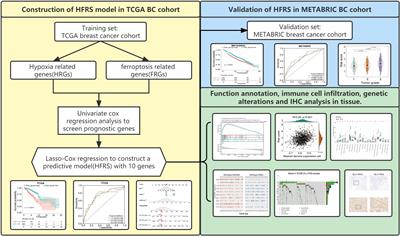Development and validation of a combined hypoxia and ferroptosis prognostic signature for breast cancer